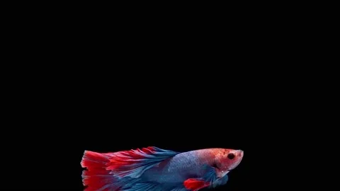 Siamese fighting fish (Betta splendens) Video stock 146370806