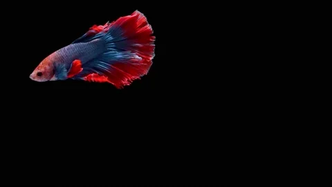 Siamese fighting fish (Betta splendens) Stock Footage 146370833
