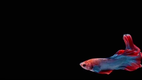 Siamese fighting fish (Betta splendens) Stock Footage 146370960