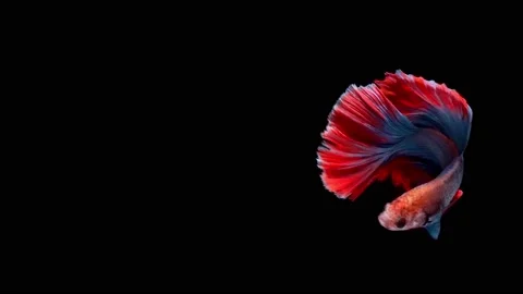 Siamese fighting fish (Betta splendens) Stock Footage 146370978