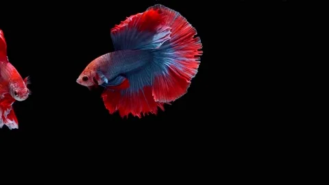 Siamese fighting fish (Betta splendens) Stock Footage 146371320