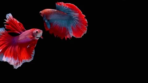 Siamese fighting fish (Betta splendens) Stock Footage 146371456