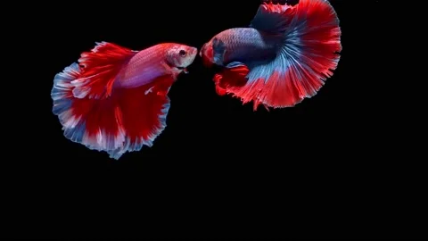 Siamese fighting fish (Betta splendens) Stock Footage 146371480