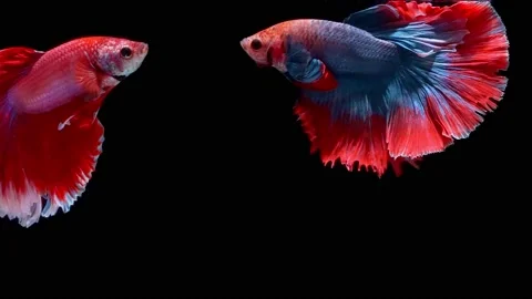 Siamese fighting fish (Betta splendens) Stock Footage 146371518