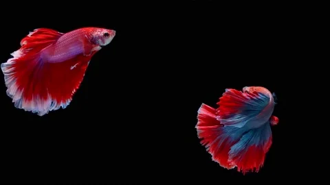 Siamese fighting fish (Betta splendens) Stock Footage 146371554
