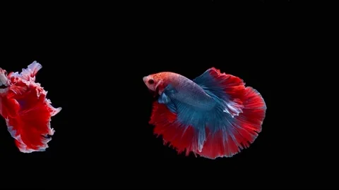Siamese fighting fish (Betta splendens) Stock Footage 146371608