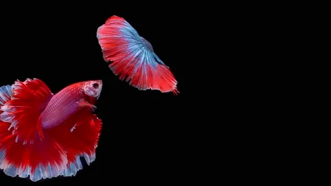 Siamese fighting fish (Betta splendens) Stock Footage 146371893
