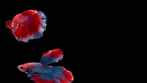Siamese fighting fish (Betta splendens) Stock Footage 146372014