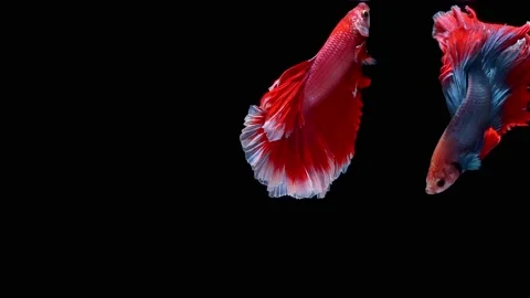 Siamese fighting fish (Betta splendens) Stock Footage 146372157