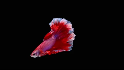 Siamese fighting fish (Betta splendens) Stock Footage 146372180