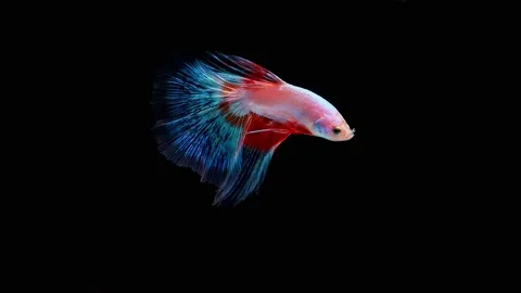Siamese fighting fish (Betta splendens) Stock Footage 146372452