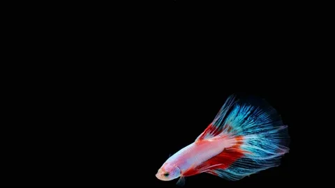 Siamese fighting fish (Betta splendens) Video stock 146372596