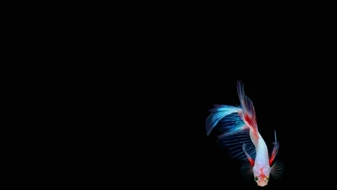 Siamese fighting fish (Betta splendens) Stock Footage 146372749