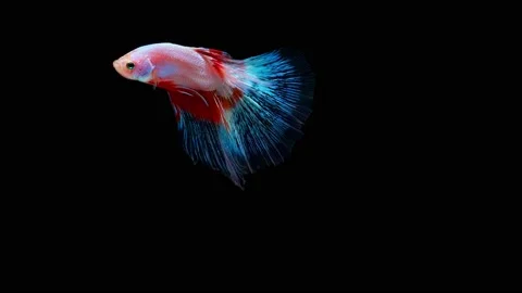 Siamese fighting fish (Betta splendens) Stock Footage 146372836