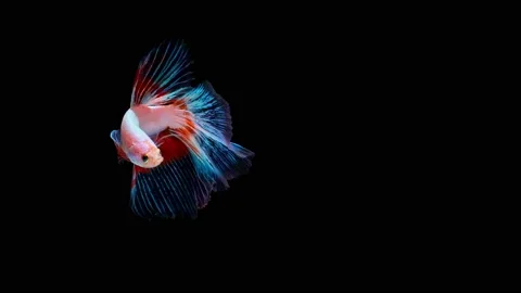 Siamese fighting fish (Betta splendens) Stock Footage 146372933