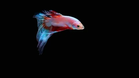 Siamese fighting fish (Betta splendens) Stock Footage 146373067