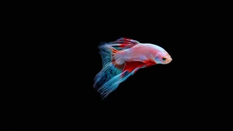 Siamese fighting fish (Betta splendens) Stock Footage 146373168
