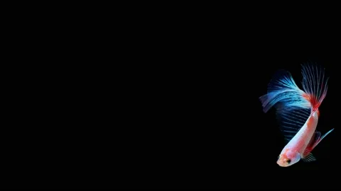 Siamese fighting fish (Betta splendens) Stock Footage 146373286