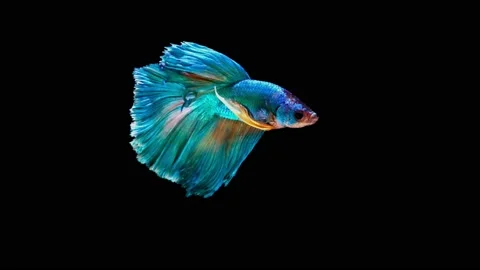 Siamese fighting fish (Betta splendens) Stock Footage 146373512