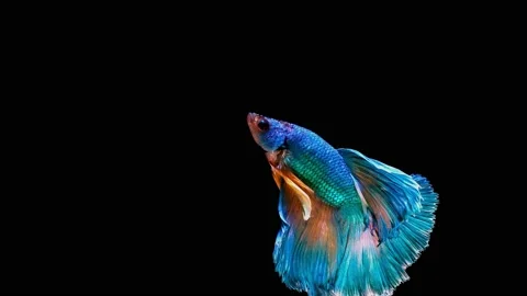 Siamese fighting fish (Betta splendens) Stock Footage 146373929