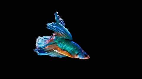 Siamese fighting fish (Betta splendens) Stock Footage 146374043