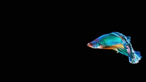 Siamese fighting fish (Betta splendens) Stock Footage 146374857