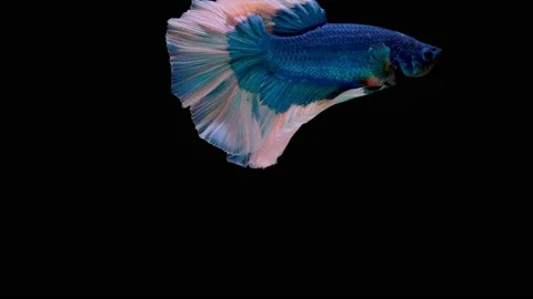 Siamese fighting fish (Betta splendens) Stock Footage 146375227