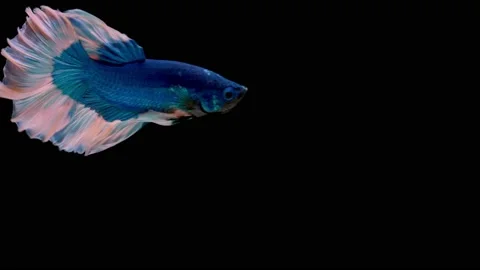 Siamese fighting fish (Betta splendens) Stock Footage 146375339