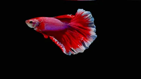 Siamese fighting fish (Betta splendens) Stock Footage 146375990