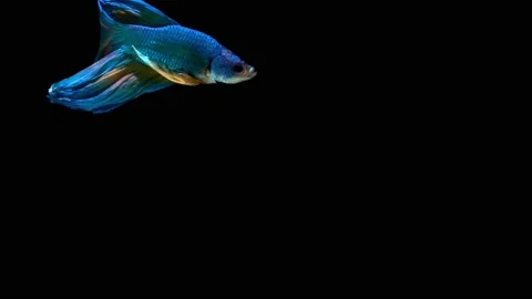 Siamese fighting fish (Betta splendens) Stock Footage 146376170
