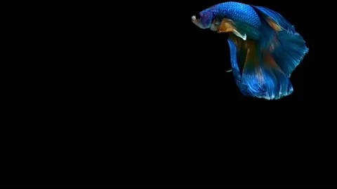 Siamese fighting fish (Betta splendens) Stock Footage 146376251