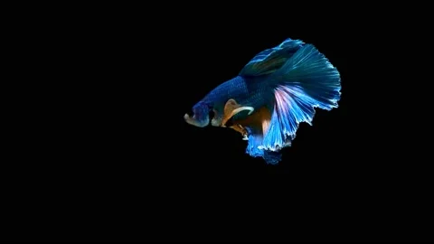 Siamese fighting fish (Betta splendens) Stock Footage 146376414