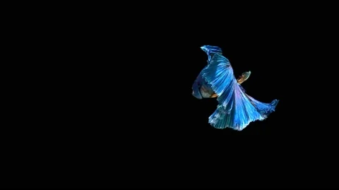 Siamese fighting fish (Betta splendens) Stock Footage 146376487