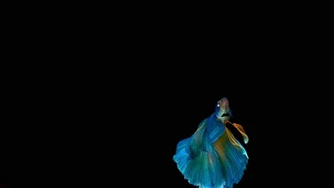 Siamese fighting fish (Betta splendens) Stock Footage 146376729