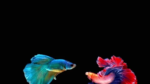 Siamese fighting fish (Betta splendens) Stock Footage 146376839