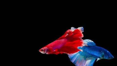 Siamese fighting fish (Betta splendens) Stock Footage 146377512