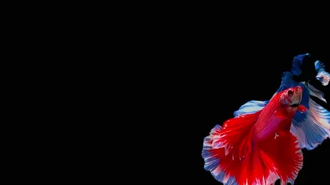 Siamese fighting fish (Betta splendens) Stock Footage 146377701