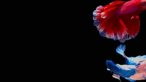 Siamese fighting fish (Betta splendens) Video stock 146378421