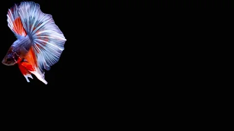 Siamese fighting fish (Betta splendens) Stock Footage 147000702