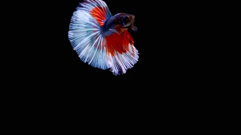 Siamese fighting fish (Betta splendens) Stock Footage 147000729