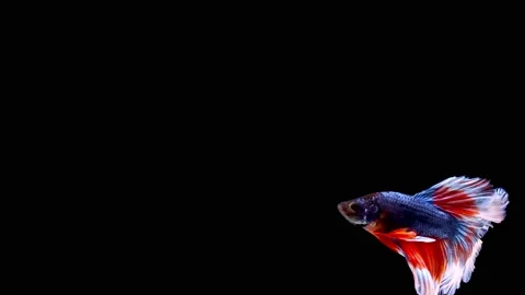 Siamese fighting fish (Betta splendens) Stock Footage 147000786