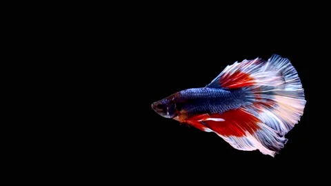 Siamese fighting fish (Betta splendens) Stock Footage 147000830