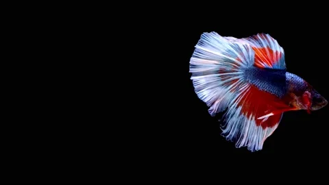 Siamese fighting fish (Betta splendens) Stock Footage 147000885