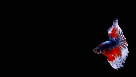 Siamese fighting fish (Betta splendens) Stock Footage 147000926