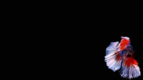 Siamese fighting fish (Betta splendens) Stock Footage 147000974