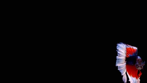 Siamese fighting fish (Betta splendens) Stock Footage 147001029
