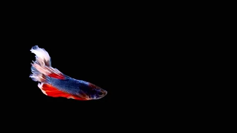 Siamese fighting fish (Betta splendens) Stock Footage 147001202