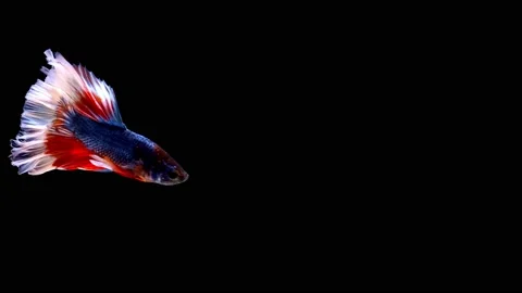 Siamese fighting fish (Betta splendens) Stock Footage 147001226