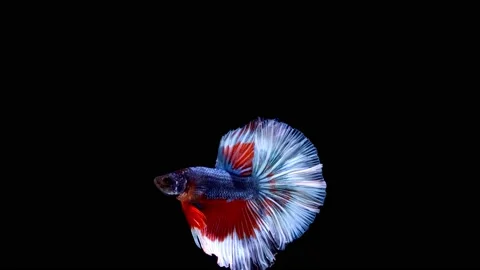 Siamese fighting fish (Betta splendens) Stock Footage 147001419