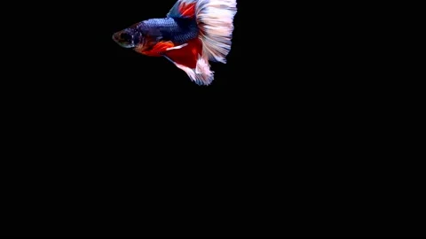 Siamese fighting fish (Betta splendens) Stock Footage 147001432